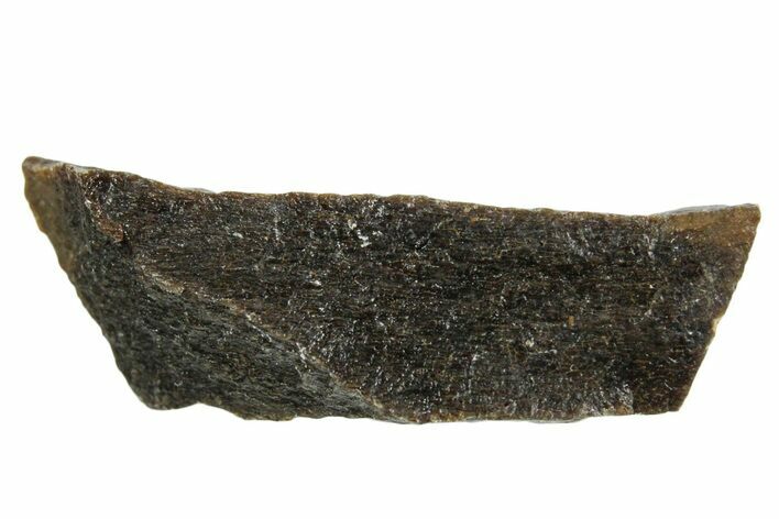 Fossil Tyrannosaur (T rex) Bone Section - Wyoming #352888